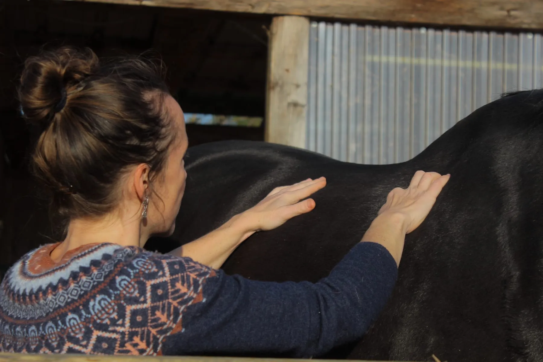 Séance d'acupuncture sur un cheval