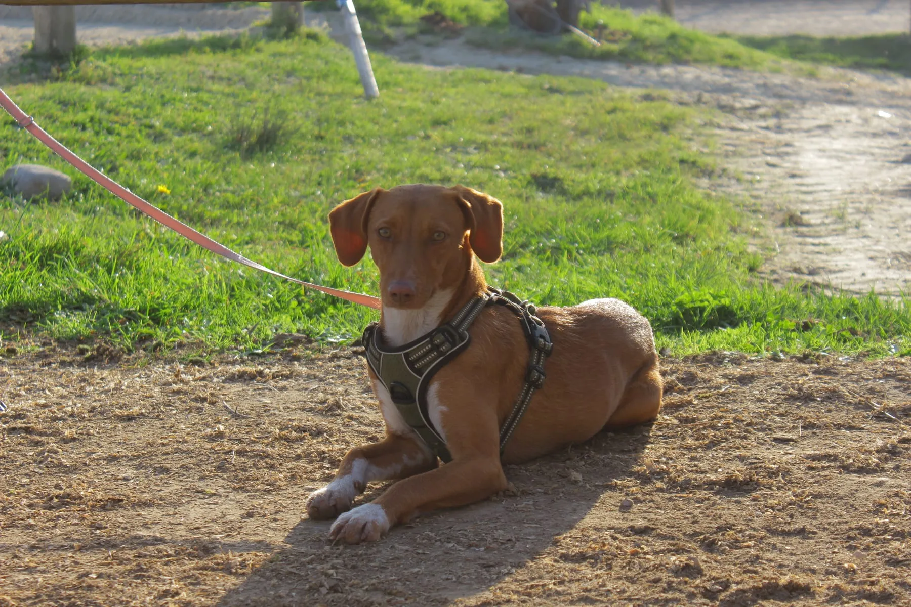 Chien couché dans l’herbe