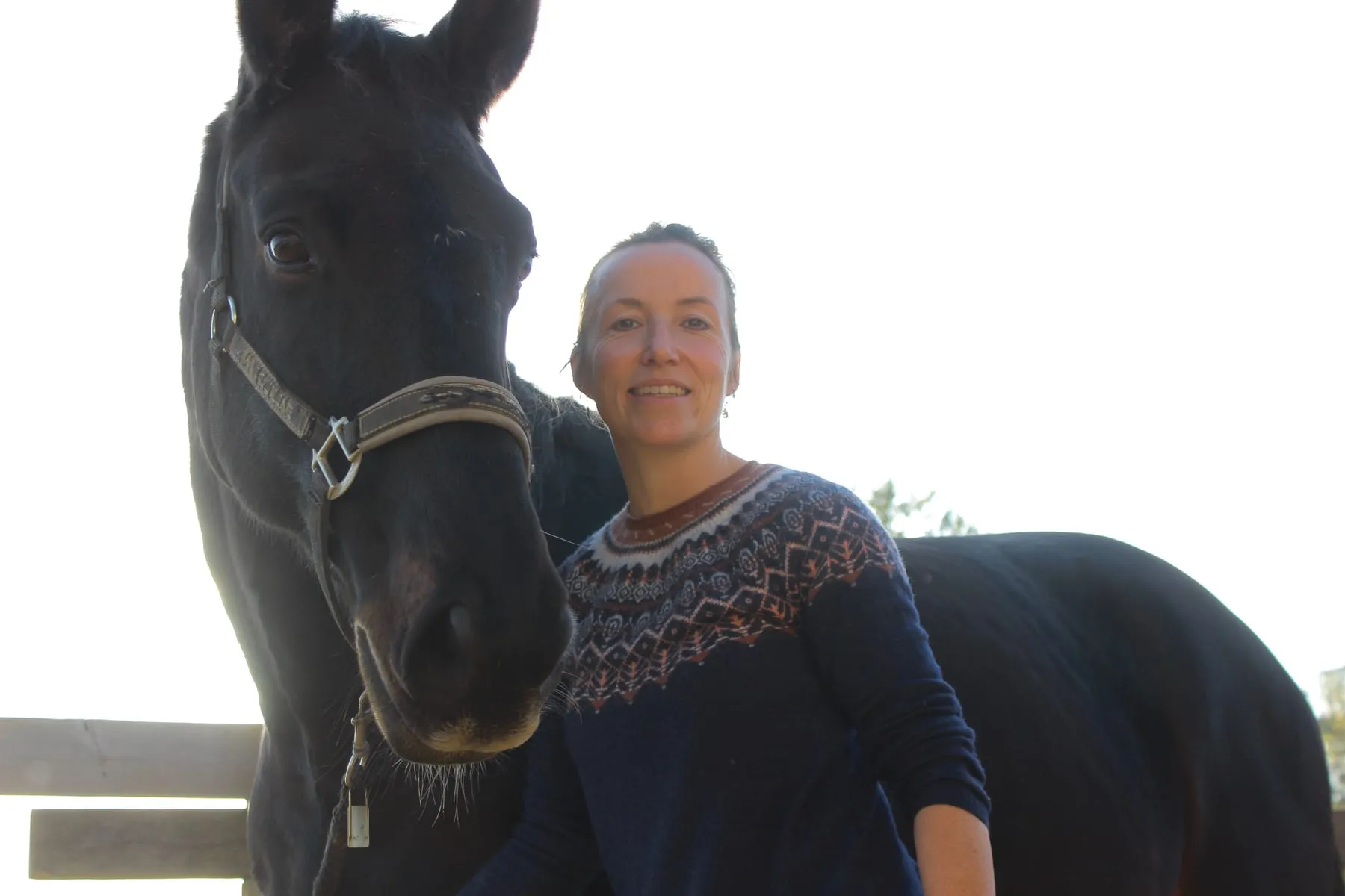 Cheval au box, avant consultation