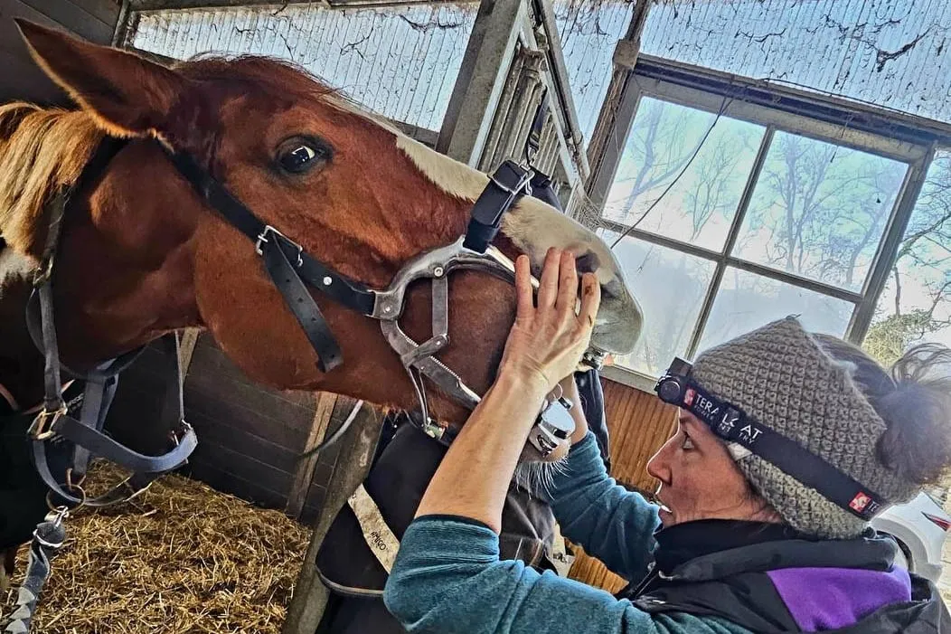 Tête de cheval harnaché